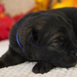 German Shepherd Puppies from Journey's German Shepherds (Kennel Vom Himmel)