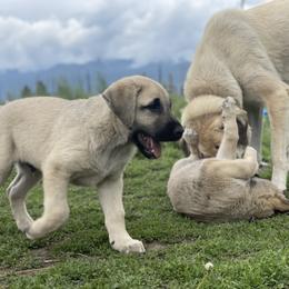 Anatolian Shepherd Dog Puppies from Wild Rooster Family Farm – AKC Anatolian Shepherd Breeder, OFA Health Tested