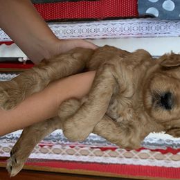 Goldendoodle Puppies from Dapper Doodles of Tennessee