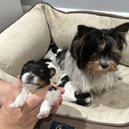 Biewer Terrier Puppies from Lozado’s Biewers