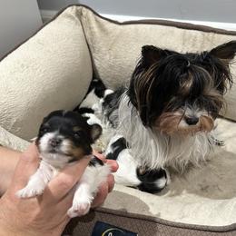 Biewer Terrier Puppies from Lozado’s Biewers