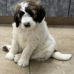 SILAS - Brown and white male Saint Berdoodle puppy in San Antonio, Texas from Mammoth Doodles
