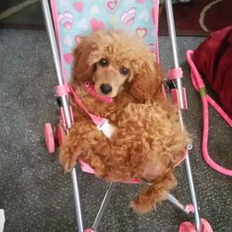 Maltipoo and Poodle Puppies from Kack's Poos