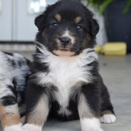 Meadow - Black tri-color female Australian Shepherd puppy in Lyons, Georgia from Canyon South Aussies