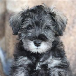 Bruno - Salt and pepper male Miniature Schnauzer puppy in Richardton, North Dakota from Crooked Tree Ranch