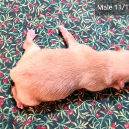 Nick - Orange male Pomeranian puppy in Cabot, Arkansas from Merri's Pom's