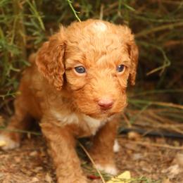 Rusty - Apricot male Aussiedoodle puppy in Apache Junction, Arizona from Loving Doodle