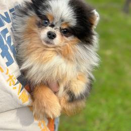 AKC Bridget-Pregnant - Blue merle female Pomeranian puppy in Santa Rosa, California from Cute California Poms