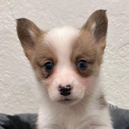 Tan Boy - Red male Pembroke Welsh Corgi puppy in Bay Area, California from MJ's Corgis