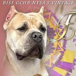 Cane Corso from Nysa Cane Corso