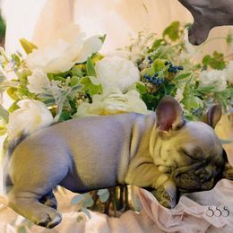 French Bulldog and Labrador Retriever Puppies from 888 Frenchies