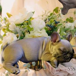 French Bulldog and Labrador Retriever Puppies from 888 Frenchies