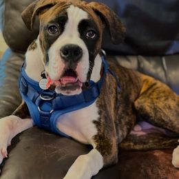Dexter - Brindle Boxer puppy in Jupiter, Florida from CJM Boston and Boxer Puppies