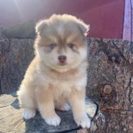 Zion - Red and white male Pomsky puppy in Rathdrum, Idaho from Smart Pomskies and Frenchies