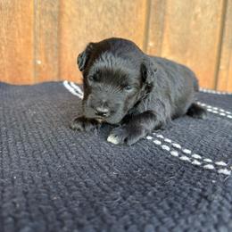 Sporty - Black and white female Aussiedoodle puppy in Eastland, Texas from H5 Mini Doodles