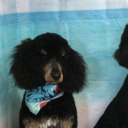 Miniature Schnauzers and Poodles from LR&R Dog Co.