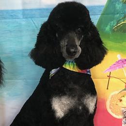 Miniature Schnauzers and Poodles from LR&R Dog Co.