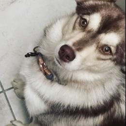Jayde - Pomsky