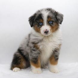 Male 3 - Blue merle male Miniature American Shepherd puppy in Childress, Texas from Taylor Farms