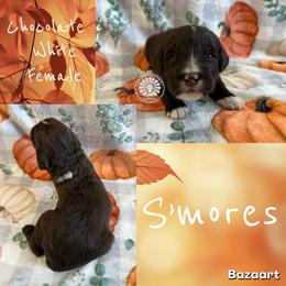 S'mores - Brown and white female Bernedoodle puppy in Godwin, North Carolina from Farm Sweet Farm Doodles