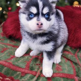 Prancer - Pomsky puppy from Periwinkle Pomskies