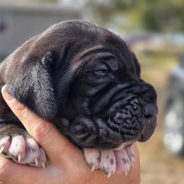 Minnie - Black female Great Dane puppy in Granby, Missouri from F5
