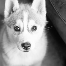 Siberian Husky Puppies from Zobela Siberians