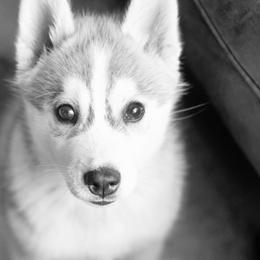 Siberian Husky Puppies from Zobela Siberians