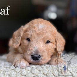 Leaf - Goldendoodle puppy from North Star Dog Training