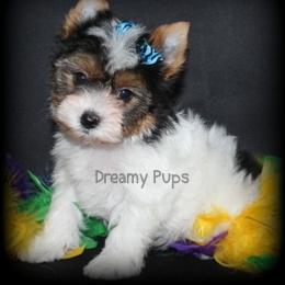 AKC Wreath 2950 - Black tan and white male Biewer Terrier puppy in Kennesaw, Georgia from Dreamy Pups