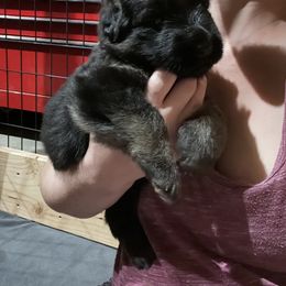 German Shepherd Puppies from McGarry German Shepherds