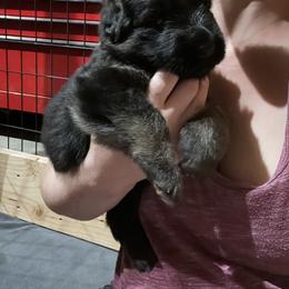 German Shepherd Puppies from McGarry German Shepherds
