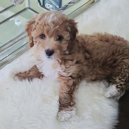Cavapoo, Pyredoodle, and Sheepadoodle Puppies from Davis Family Doodles