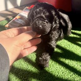 Puppy 2 - Black male Poodle puppy in Pennsylvania from Tiny Toy Poodles