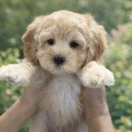 Green boy - Cream male Australian Labradoodle puppy in Anderson, California from Shaggy Doodles