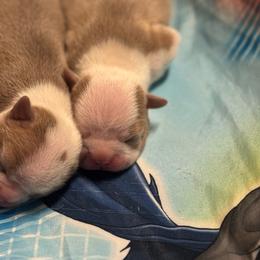 Boy 4 - Lilac male Boston Terrier puppy in Red Rock, Arizona from Cortes Boston Terriers