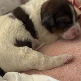 Bernedoodle, Cockapoo, and Goldendoodle Puppies from Avery Doodle Day LLC