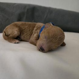 Mason - Red  male Poodle puppy in Lucedale, Mississippi from Simply Poodle