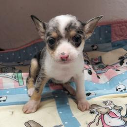 Echo - Merle male Chihuahua puppy in Henderson, Kentucky from Western Kentucky Chihuahua’s and Chinese Crested’s