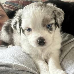 Lilah - Blue merle female Toy Australian Shepherd puppy in Alabaster, Alabama from Bama Belle Aussies