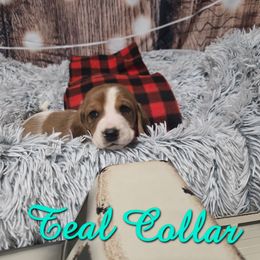 TEAL BOY - Mahogany and white male Basset Hound puppy in Snow Camp, North Carolina from V's Southern Angels