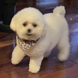 Rosie - Bichon Frise