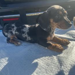 Pepper - Black and tan female Dachshund puppy in Nederland, Texas from M & M Pups