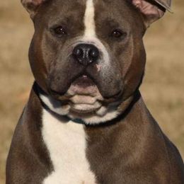 Dozer - American Bully