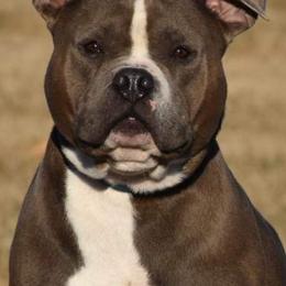 Dozer - American Bully