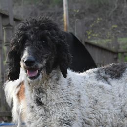 Golden Retrievers, Irish Setters, and Poodles from Plumcreek Acres
