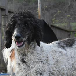 Golden Retrievers, Irish Setters, and Poodles from Plumcreek Acres