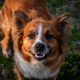 Ziva - Sporty Mix