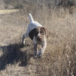 German Shorthaired Pointer Puppies from Fireheart German Shorthaired Pointers