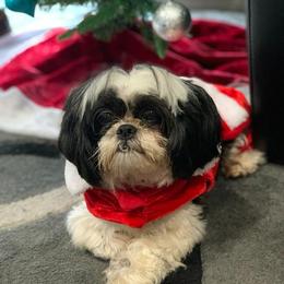 Shih Tzu and West Highland White Terrier Puppies from Westies of Morrison